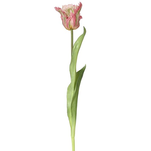Everlands papagei tulpe - everlands, papagei-tulpe
