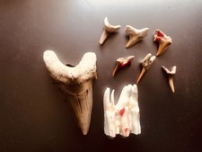 Fossiler haifischzahn groß - haifischzahn,