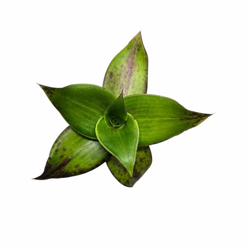 Callisia fragrans basket - callisia, 'basket