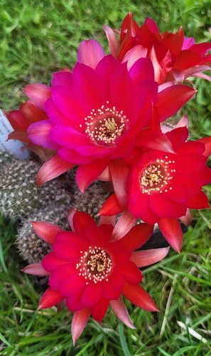 Echinopsis-Chamaecereus-Hybrid