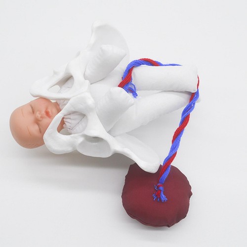 Anatomisches modell des - anatomisches,