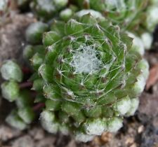 Sempervivum, Dachwurz, Sorte