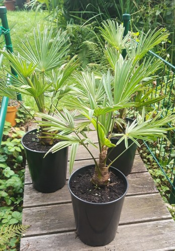 Trachycarpus wagnerianus - 1,