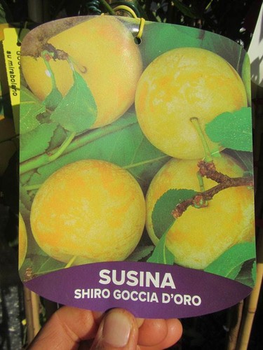 Pflaumenbaum shiro gold - pflaumenbaum, 'shiro
