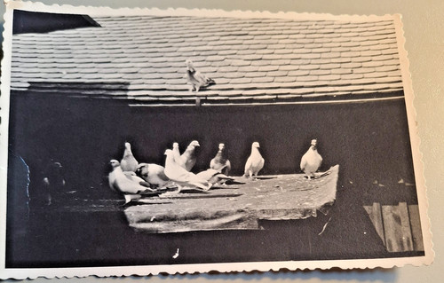 Altes vintage foto tauben - altes,