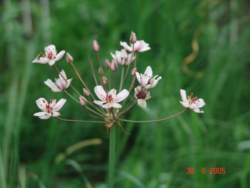 Schwanenblume blüht im - 6x,