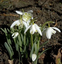 Schneeglöckchen flore pleno - schneeglöckchen,