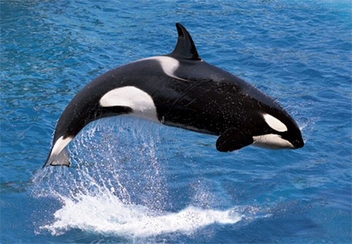 Postkarte orca tier motiv - postkarte,