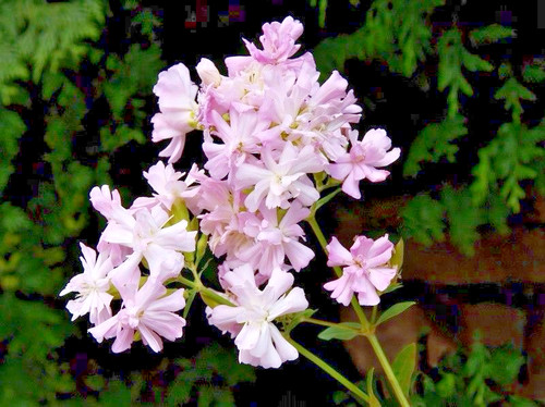 Gute blumen samen - gute,