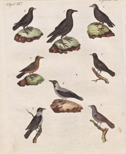 Vogel birds saatkrähen - vogel,