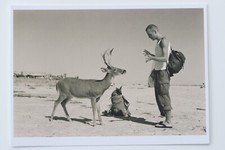 WOLFGANG TILLMANS : "DEER