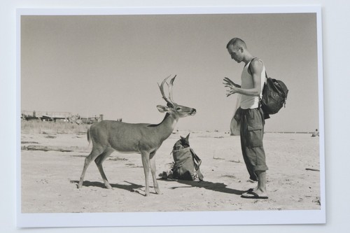 Wolfgang tillmans deer - wolfgang, :
