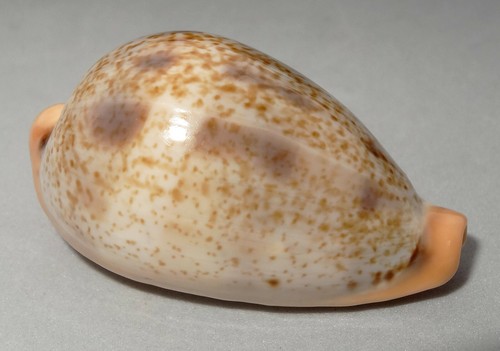 Meeresschnecke cypraea - meeresschnecke,