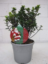 Kleiner Weihnachtsbaum Little Pirate - Amerikanischer Ilex - 30-40