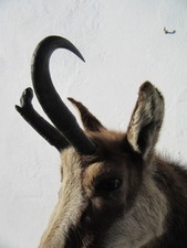 Abnorm Gamsbock Tierpräparat