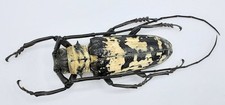 Cerambycidae, Doesburgia