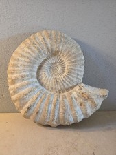Ammonit Groß XL Sammlerstück
