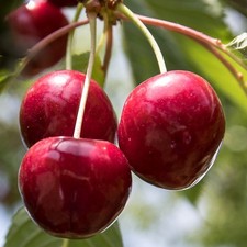 Regina - späte Süßkirsche