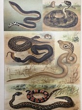 Originalgrafik Fauna: Reptilien Giftschlangen - Chromolithographie um 1900 snake