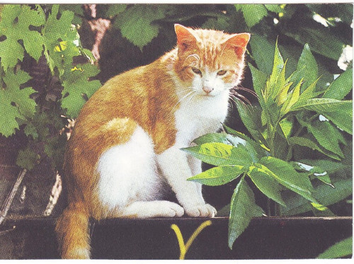 Katzen motive - katzen-motive, ak