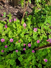 Oxalis depressa gedrückter Sauerklee Klee 10 Jungpflanzen 