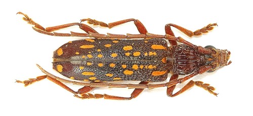Coleoptera cerambycidae - coleoptera,,