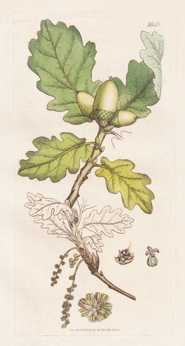 Quercus sessiliflora