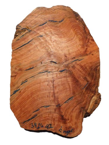 Thuja wurzelholz thuya holz - wurzelholz,