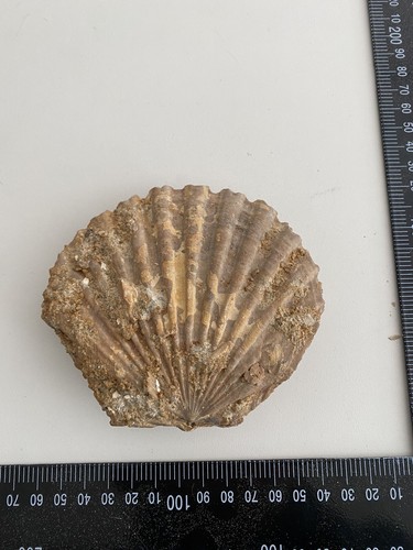 Urzeit fossil versteinerung - fossil,