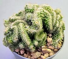 Schöner Opuntia tuna Cristata