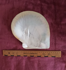 # grosse Perlmutt Pinctada maxima Muschel - 18,7 x 18,7 cm ! - Sammlung - Deko #