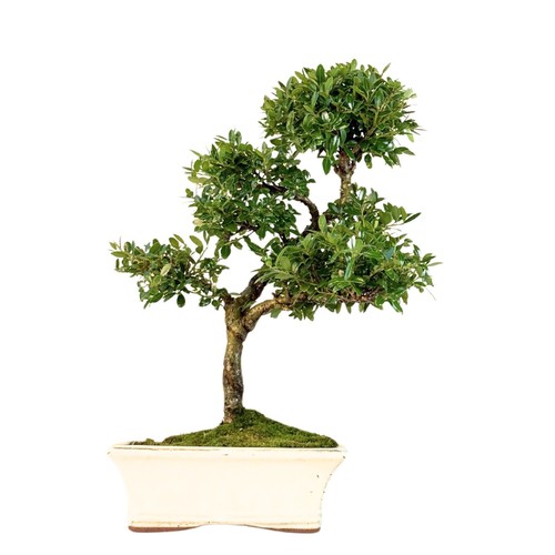 Ilex crenata p20 - ilex,