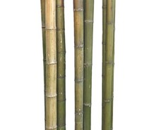 Bambusrohr 180cm naturgrün