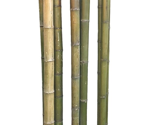 Bambusrohr 180cm naturgrün