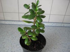 Crassula ovata- Pfennigbaum-