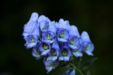 Eisenhut (Aconitum) - Heilpflanze Bienenfreund 