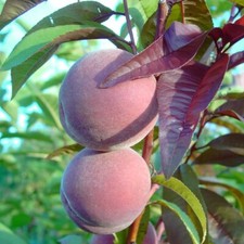Rubira rotlaubiger pfirsich - -,