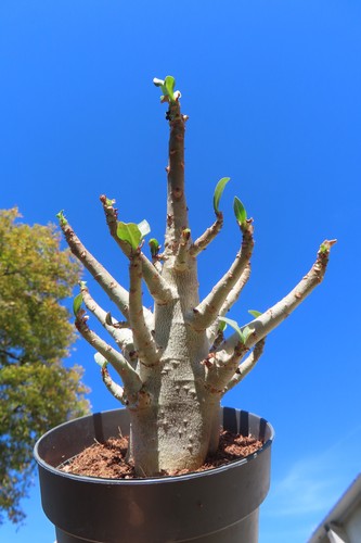 Adenium obesum wüstenrose - obesum,