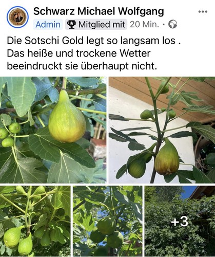 Feigenbaum steckholz - 2, x