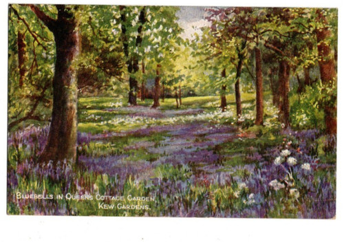 Kew gardens bluebells - kew,