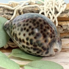 Tigermuschel Cypraea Tigris