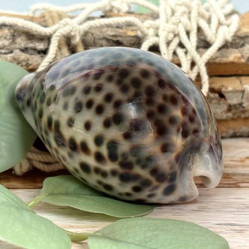 Tigermuschel cypraea tigris - tigermuschel,