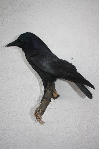 Tierpräparat krähe - tierpräparat,