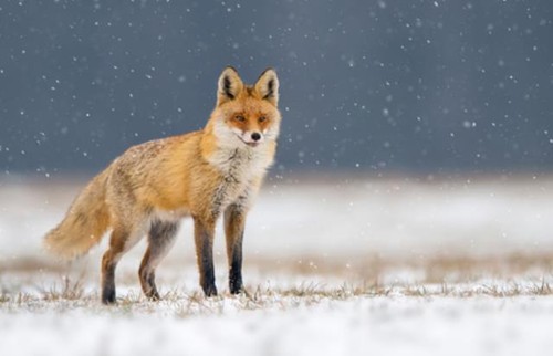 Wandbild fuchs - fuchs, (116645565)
