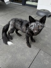 Silberfuchs Jung Fuchs