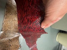 Echte Schlangen Häute 6