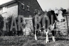 Altes Pressefoto Die Stier