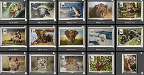 Wwf tier postkarte postcard - wwf,