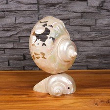 🐚✨ Echte Perlmutt