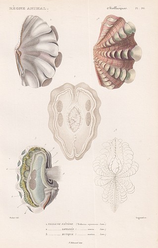 Tridacna squamosa shells